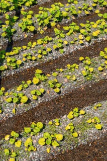 Rows of Wasabi plants in water