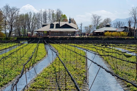Rows of Wasabi plants in water