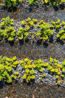 Rows of Wasabi plants in water