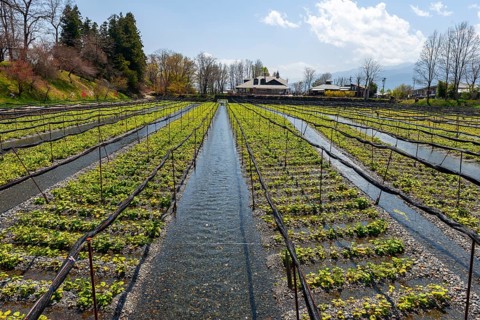 Rows of Wasabi plants in water