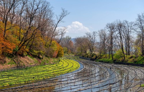 Rows of Wasabi plants in water