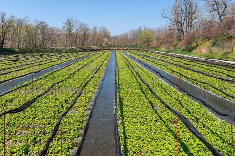 Rows of Wasabi plants in water