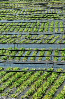Rows of Wasabi plants in water