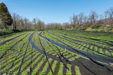 Rows of Wasabi plants in water