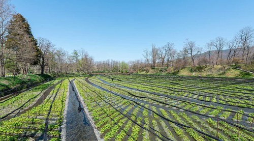 Rows of Wasabi plants in water