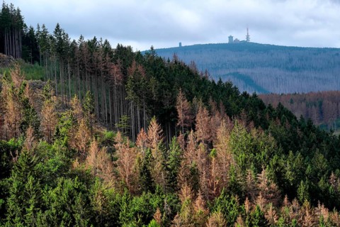 Partially dead spruce forest