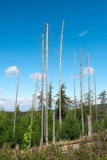 Dead spruces