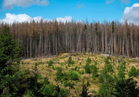 Dead Spruce Forest and Reforestation