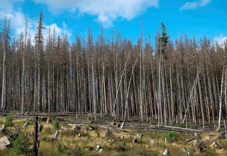 Dead Spruce Forest