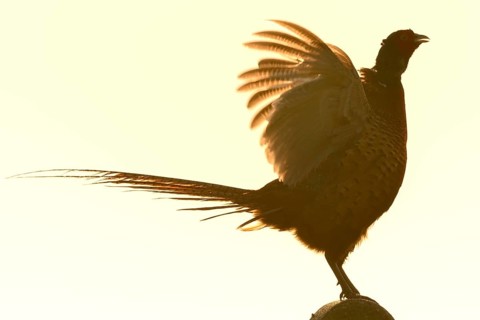 Pheasant (Phasianus colchicus)