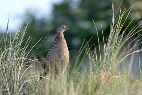 Pheasant (Phasianus colchicus)