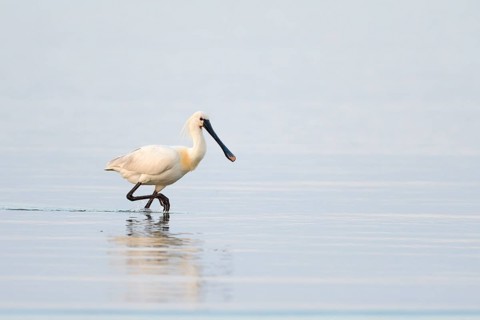 Common spoonbill (Platalea leucorodia)