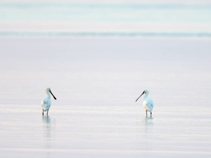 Two Common spoonbills (Platalea leucorodia)