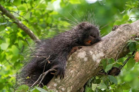 North American porcupine (Erethizon Dorsatum) sleeping on branch