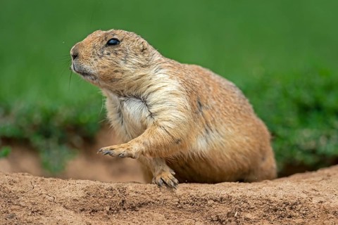 Black-tailed Prairie Dog (Cynomys ludovicianus) at animal den