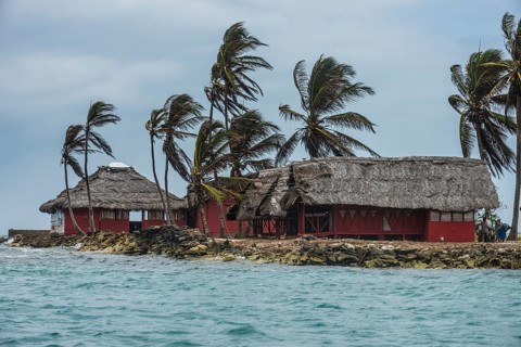 Traditional huts under palm trees