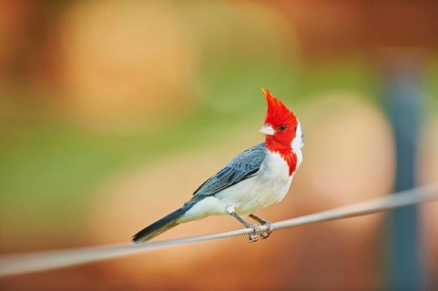 Red-crested cardinal (Paroaria coronata)
