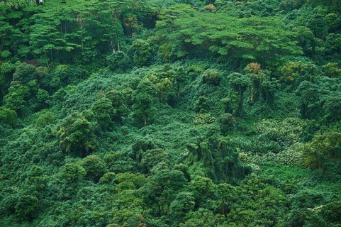 Rainforest at the Nu'uanu Pali Lookout