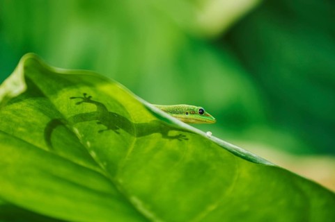 Gold dust day gecko (Phelsuma laticauda) on a leaf