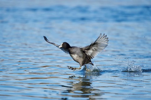 Eurasian coot (Fulica atra) starting out of water