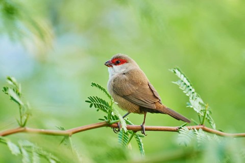 Common waxbill (Estrilda astrild) sitting on a branch