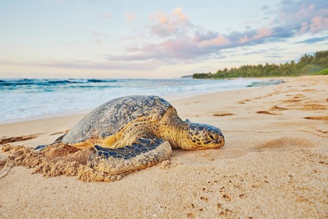 Green sea turtle (Chelonia mydas) on turtle bay