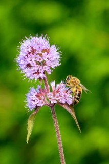 Honey bee (Apis mellifera) on Water mint (Mentha aquatica)