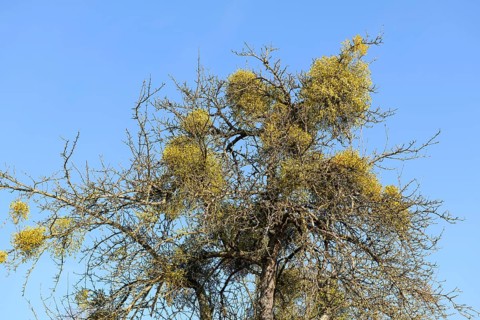 Mistletoe (Viscum album) on fruit tree