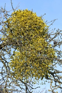 Mistletoe (Viscum album) on fruit tree