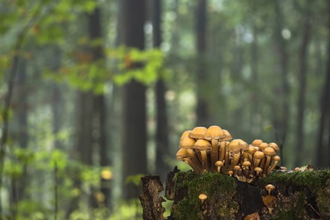 Green-leaved sulfur heads (Hypholoma fasciculare) on deadwood in autumnal forest