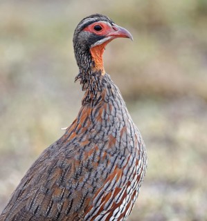 Grey breast francolin (Francolinus rufopictus)