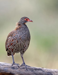 Grey breast Francolin (Francolinus rufopictus)