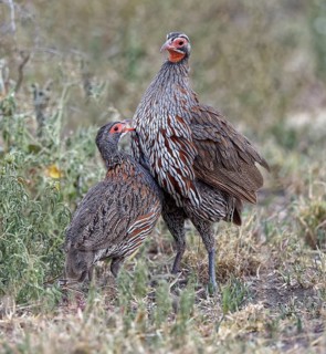 Grey breast francolins (Francolinus rufopictus)