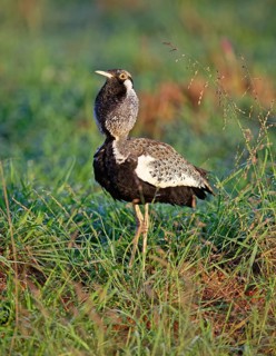 Black-bellied bustard (Lissotis melanogaster)