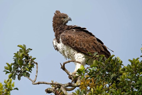 Martial eagle (Polemaetus bellicosus) on a tree top