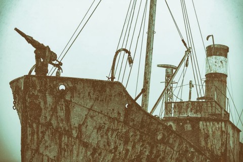 The Petrel