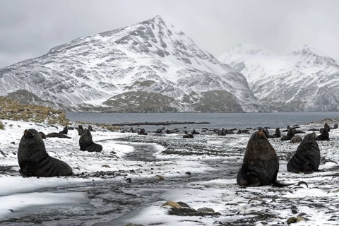 Colony of Antarctic Sea Bears (Arctocephalus gazella) during snowfall on a snow-covered beach