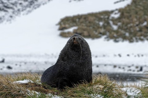 Antarctic Fur Seal (Arctocephalus gazella) during snowfall on snow-covered dune grass