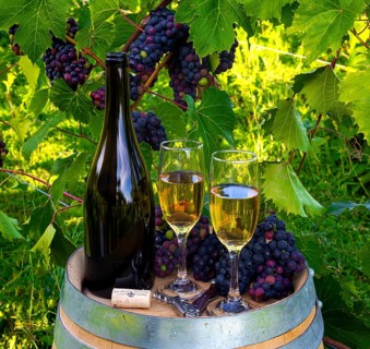 Wine bottle and glasses in vineyard with grapes in background