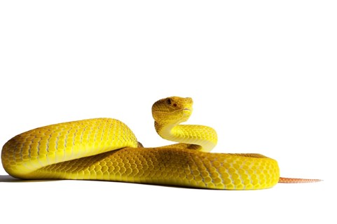 White-lipped Island Pit Viper (Trimeresurus insularis)