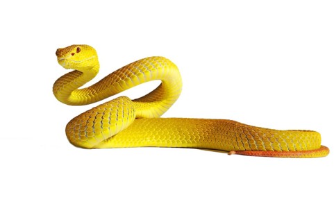 White-lipped Island Pit Viper (Trimeresurus insularis)