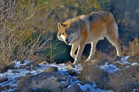 Tundra wolf (Canis lupus albus)