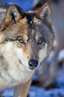 Tundra wolf (Canis lupus albus)