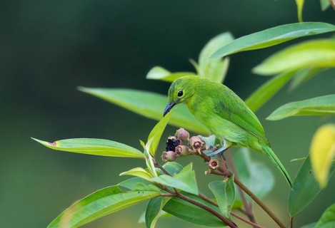 Bluebeard Leafbird (Chloropsis cyanopogon)