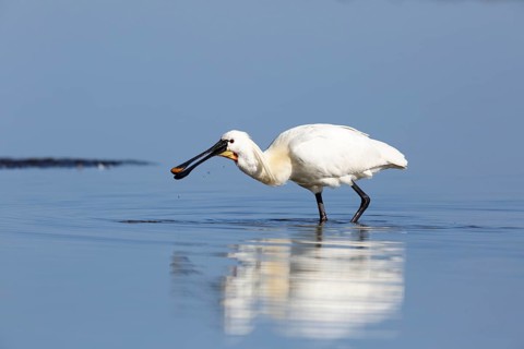 Common spoonbill (Platalea leucorodia)