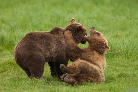 Brown bears (Ursus arctos)