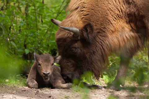 European Bison (Bison bonasus)