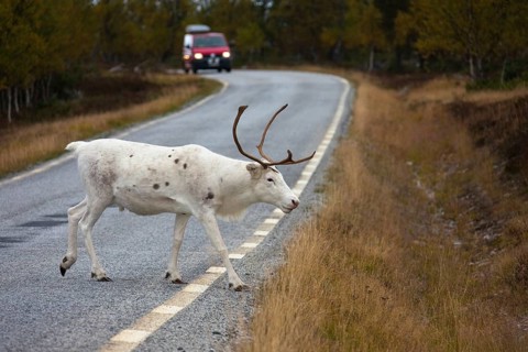 European reindeer (Rangifer tarandus tarandus) crossing road