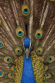 Indian peafowl (Pavo cristatus)