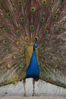Indian peafowl (Pavo cristatus)